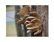 Hlíva ústřičná 20ks - podhoubí na kolících (Pleurotus ostreatus)