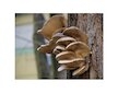 Hlíva ústřičná 20ks - podhoubí na kolících (Pleurotus ostreatus)