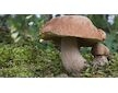 Hřib dubový (Boletus reticulatus)- mykorhyzní mycelium