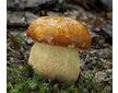 Hřib dubový (Boletus reticulatus)- mykorhyzní mycelium