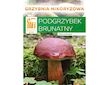 Hřib hnědý ( Boletus badius ) mykorhyzní mycelium