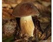 Hřib hnědý ( Boletus badius ) mykorhyzní mycelium