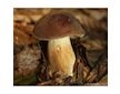 Hřib hnědý ( Boletus badius ) mykorhyzní mycelium