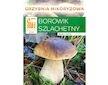 Hřib smrkový ( Boletus edulis ) mykorhyzní mycelium