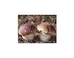 Hřib smrkový ( Boletus edulis ) mykorhyzní mycelium