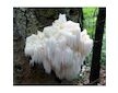 Korálovec ježatý (Hericium erinaceus) 20 ks - podhoubí na kolících