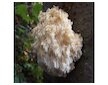 Korálovec ježatý (Hericium erinaceus) 20 ks - podhoubí na kolících