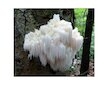 Korálovec ježatý (Hericium erinaceus) 20 ks - podhoubí na kolících