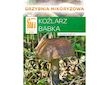 Kozák březový ( Leccinum scabrum ) mykorhyzní mycelium