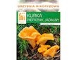 Liška obecná ( Cantharellus cibarius ) mykorhyzní mycelium