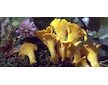 Liška obecná ( Cantharellus cibarius ) mykorhyzní mycelium