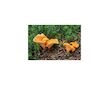 Liška obecná ( Cantharellus cibarius ) mykorhyzní mycelium