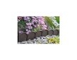 Plastový zahradní obrubník 10m, 90mm GARDEN LINE (různé barvy)