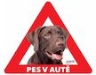 Samolepka pes v autě vnitřní LABRADOR HNĚDÝ