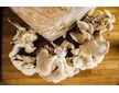 Směs pro pěstování Hlíva ústřičná 15kg (Pleurotus ostreatus)