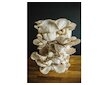 Směs pro pěstování Hlíva ústřičná 15kg (Pleurotus ostreatus)