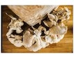 Směs pro pěstování Hlíva ústřičná 15kg (Pleurotus ostreatus)
