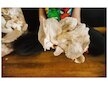 Směs pro pěstování Hlíva ústřičná 15kg (Pleurotus ostreatus)