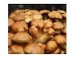 Šupinovka nameko (Pholiata nameko) 20 ks - podhoubí na kolících