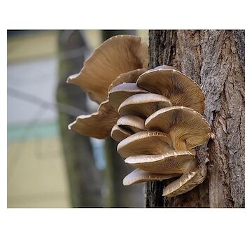 Hlíva ústřičná 20ks - podhoubí na kolících (Pleurotus ostreatus)