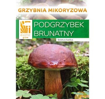 Hřib hnědý ( Boletus badius ) mykorhyzní mycelium