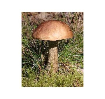 Kozák březový ( Leccinum scabrum ) mykorhyzní mycelium