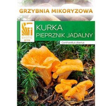 Liška obecná ( Cantharellus cibarius ) mykorhyzní mycelium