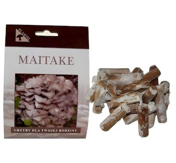 Maitake-trsnatec lupenitý (Grifola frondosa) 20 ks - podhoubí na kolících