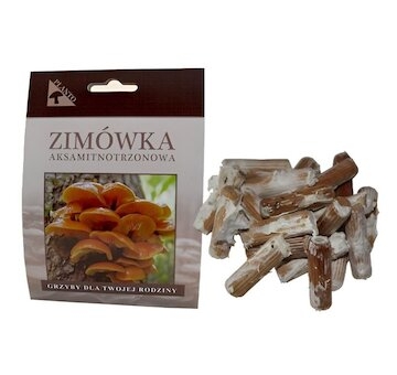 Penízovka sametonohá (Flammulina velutipes) 20 ks - podhoubí na kolících
