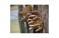 Hlíva ústřičná 20ks - podhoubí na kolících (Pleurotus ostreatus)