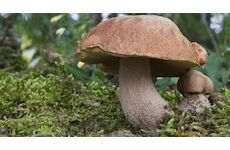 Hřib dubový (Boletus reticulatus)- mykorhyzní mycelium