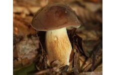 Hřib hnědý ( Boletus badius ) mykorhyzní mycelium