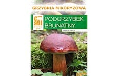 Hřib hnědý ( Boletus badius ) mykorhyzní mycelium