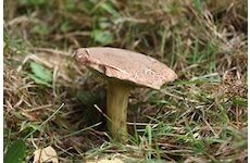 Hřib plstnatý  (Xerocomus subtomentosus)- mykorhyzní mycelium