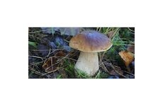 Hřib smrkový ( Boletus edulis ) mykorhyzní mycelium