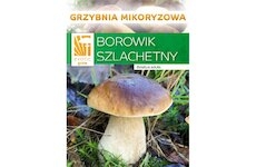 Hřib smrkový ( Boletus edulis ) mykorhyzní mycelium