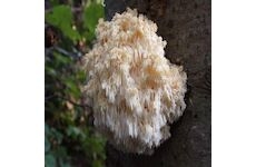 Korálovec ježatý (Hericium erinaceus) 20 ks - podhoubí na kolících