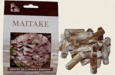 Maitake-trsnatec lupenitý (Grifola frondosa) 20 ks - podhoubí na kolících