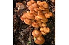 Opěnka měnlivá (Kuehneromyces mutabilis) 20 ks - podhoubí na kolících