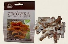 Penízovka sametonohá (Flammulina velutipes) 20 ks - podhoubí na kolících