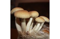 Polnička topolová (Agrocybe aegerita) 20 ks - podhoubí na kolících