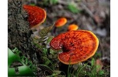 REISHI 20ks - podhoubí na kolících